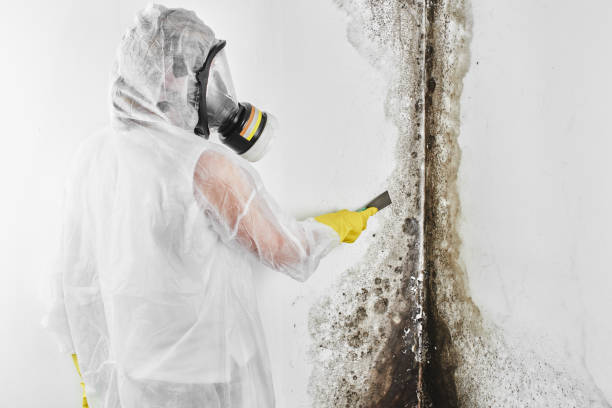Reliable Seis Lagos, TX Mold Removal Solutions