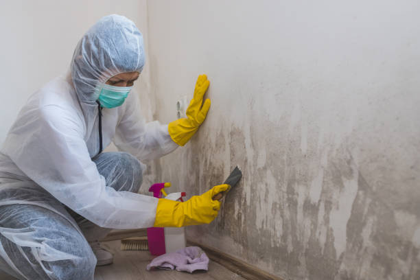 Best Same-Day Mold Removal  in Seis Lagos, TX