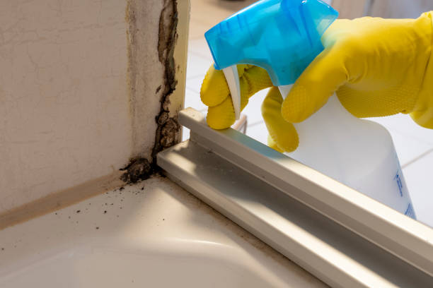 Best Fast Mold Removal  in Seis Lagos, TX