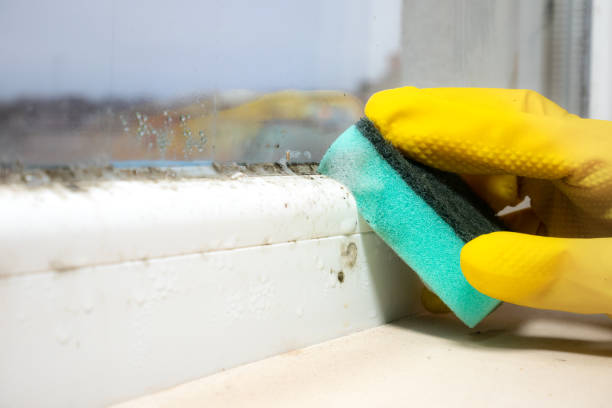 Best Mold Testing  in Seis Lagos, TX