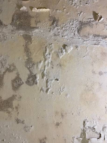 Best Professional Mold Removal  in Seis Lagos, TX