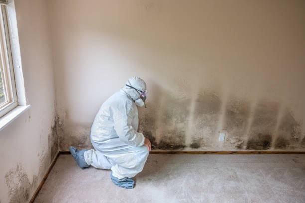 Best Mold Testing and Removal  in Seis Lagos, TX